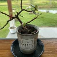 Pai coffee studio 