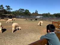 🐷埔心牧場：自然之慢生活 🐮