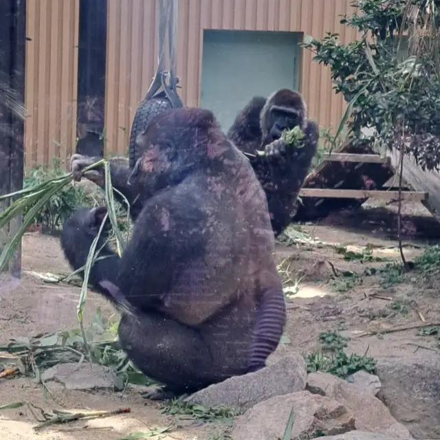 日本で2番目に出来た歴史ある動物園　京都市動物園