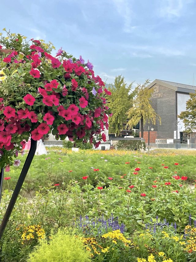 코스모스 밭으로 펼쳐진 인사동 공원, 열린송현 녹지광장🌼