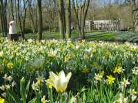 IT'S BLOOMING SEASON IN KEUKENHOF NETHERLANDS