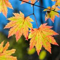 Beautiful autumn view of Odaesan NationalPark