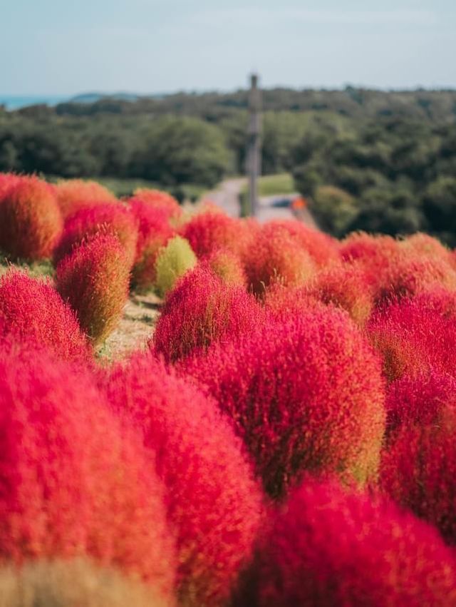 紅海漫遊驚艷絢爛🌺🌊🏞️ 國營常陸海濱公園