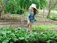  ไร่เกษมสุข🌱เกษตรอินทรีย์กุยบุรี 🥬🍅🌽