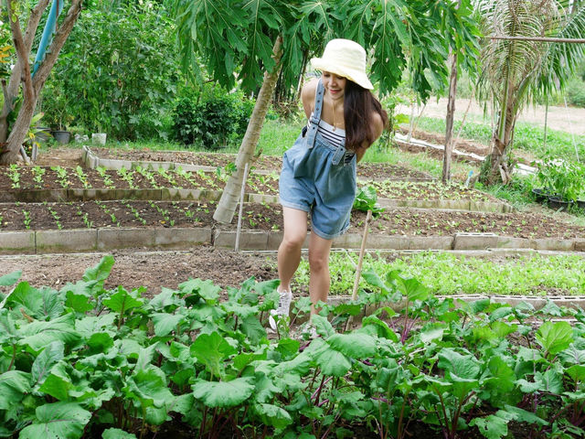 ไร่เกษมสุข🌱เกษตรอินทรีย์กุยบุรี 🥬🍅🌽