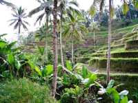 Rice terrace hike