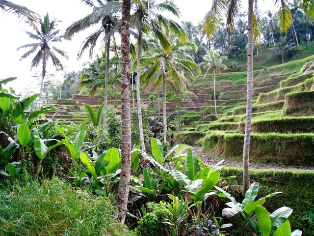Rice terrace hike
