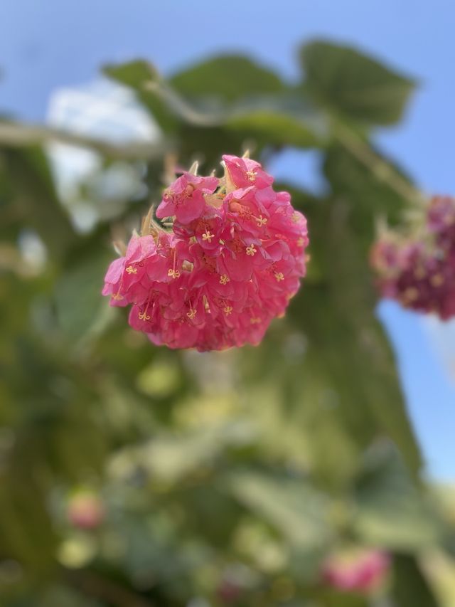 一次過欣賞各色各樣花卉  在市中心盛放📍香港公園