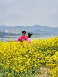 전북 부안 수성당, 유채꽃 바다에 풍덩💛