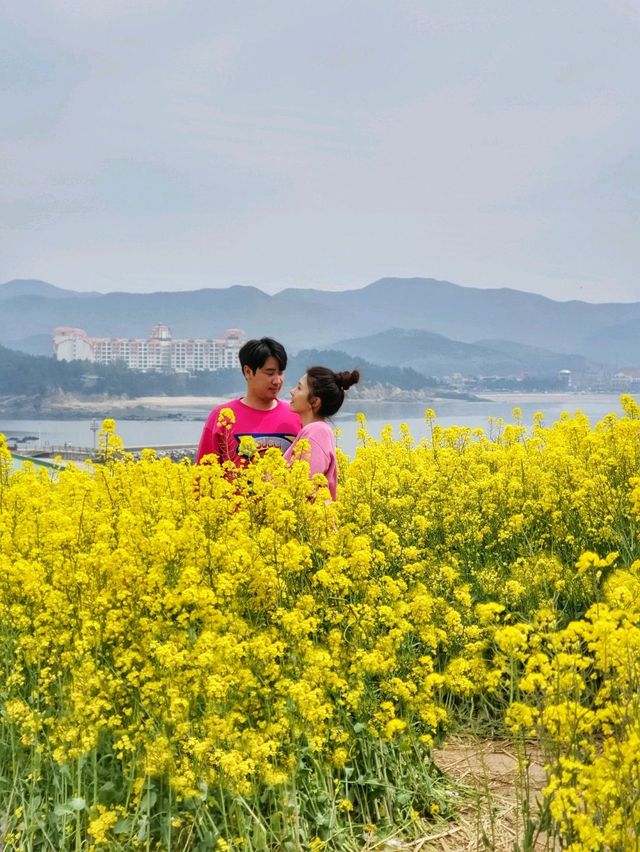 전북 부안 수성당, 유채꽃 바다에 풍덩💛