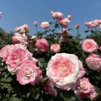 美麗盛開的玫瑰🌹在台北玫瑰展