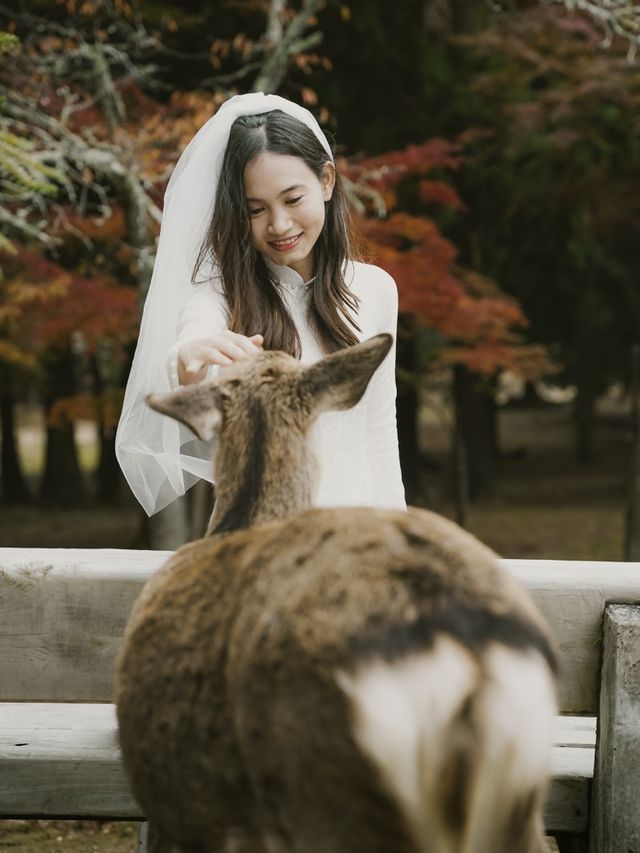 Autumn in Nara with the deers 🦌🇯🇵