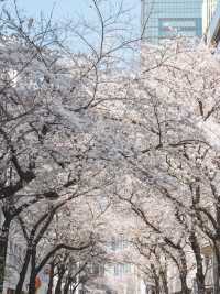 一生に一度は行ってほしい！日本橋の桜並木
