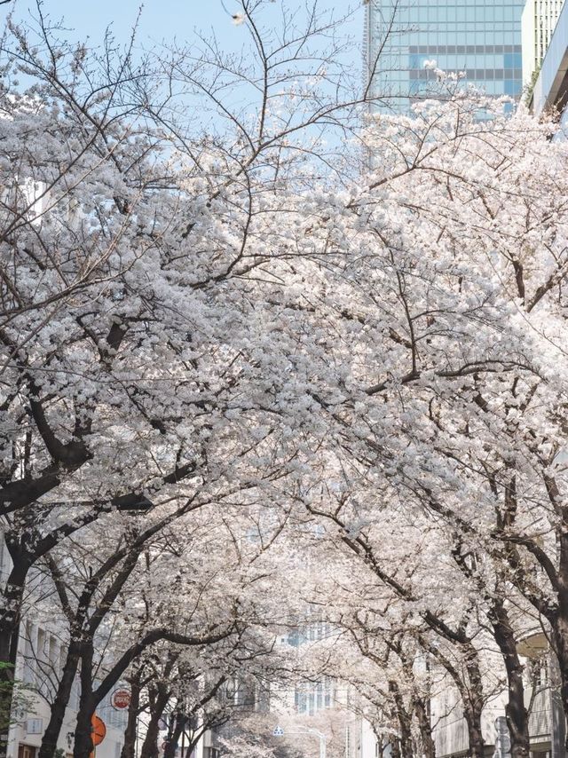 一生に一度は行ってほしい！日本橋の桜並木