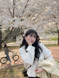 "올림픽 공원"에서 벚꽃 즐겨주기🌸