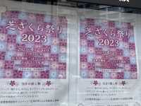 東京まだまだ桜満喫できるシバザクラ
