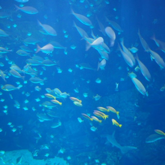Xpark aquarium in taipei taoyuan