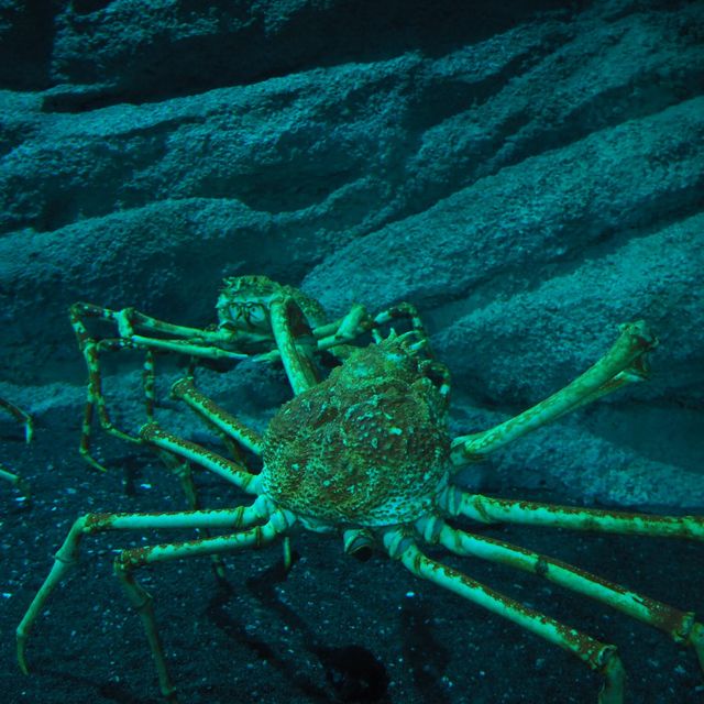 Xpark aquarium in taipei taoyuan