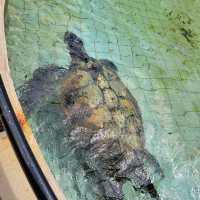【伊豆】下田海中水族館