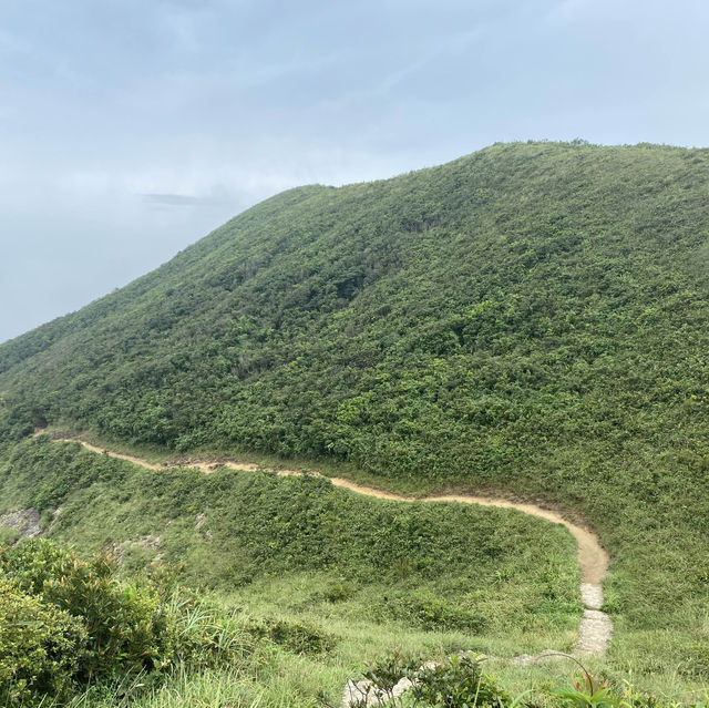 最近市區的一道風景-紫羅蘭山