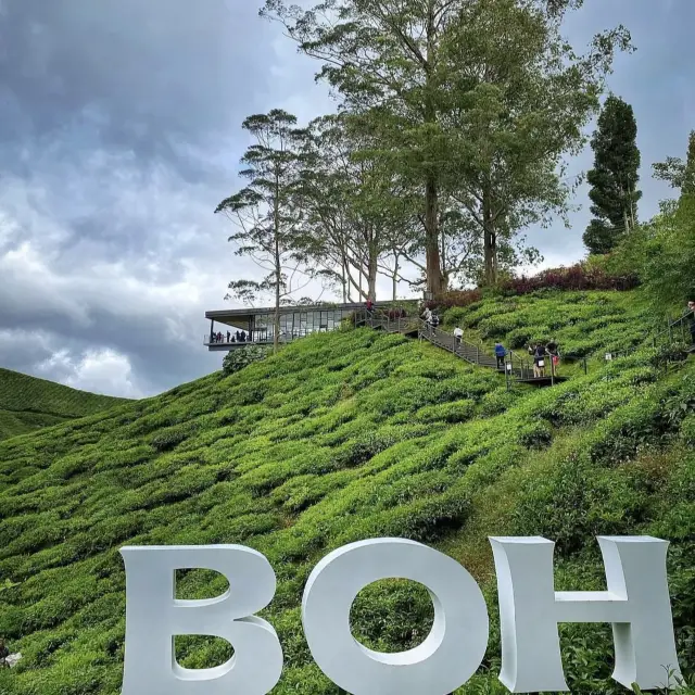 Back to Nature with Boh Tea Plantation 