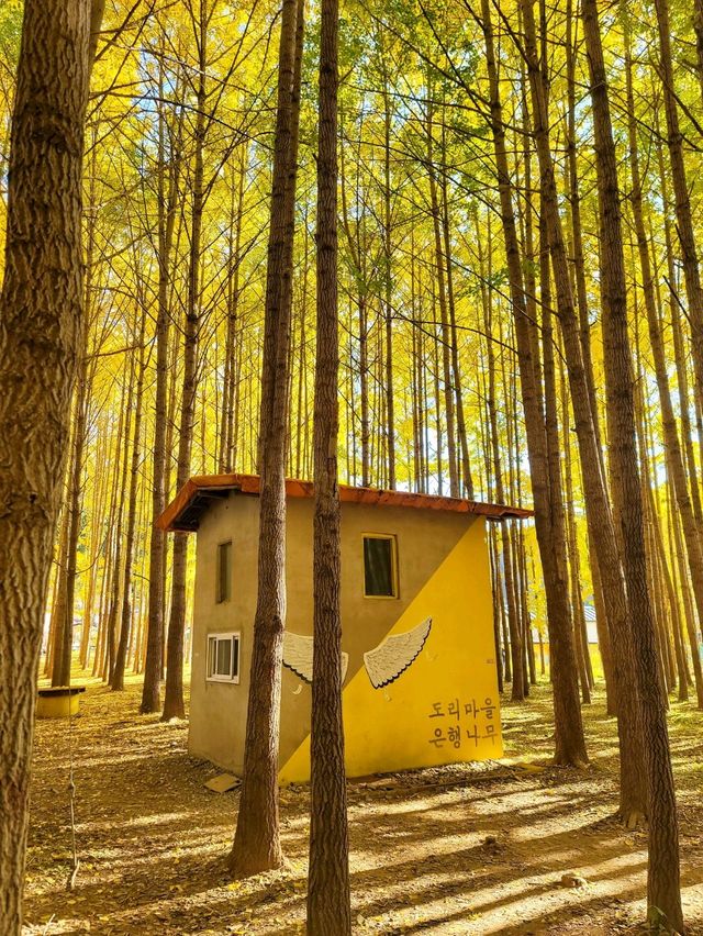 사계절 다 예쁘지만 은행나무시즌엔 더 예쁜 경주💛