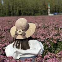 ชี้เป้าจุดถ่ายรูปฟรี!! สวนเบญจมาศชมพูกว้าง ใกล้กทม