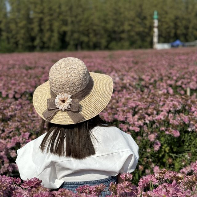 ชี้เป้าจุดถ่ายรูปฟรี!! สวนเบญจมาศชมพูกว้าง ใกล้กทม