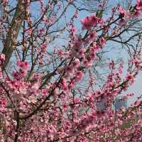 Cherry Blossom Splendor in Qingdao