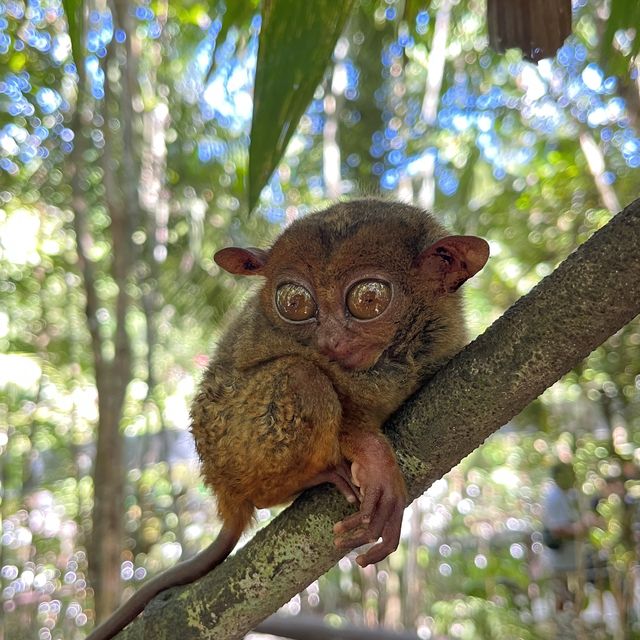 Tarsier and Chocolate Hills 