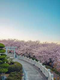 【香川】2000本の桜の絶景が圧巻！四国のおすすめお花見スポット！