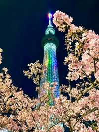 【東京スカイツリー/東京都】スカイツリー×河津桜