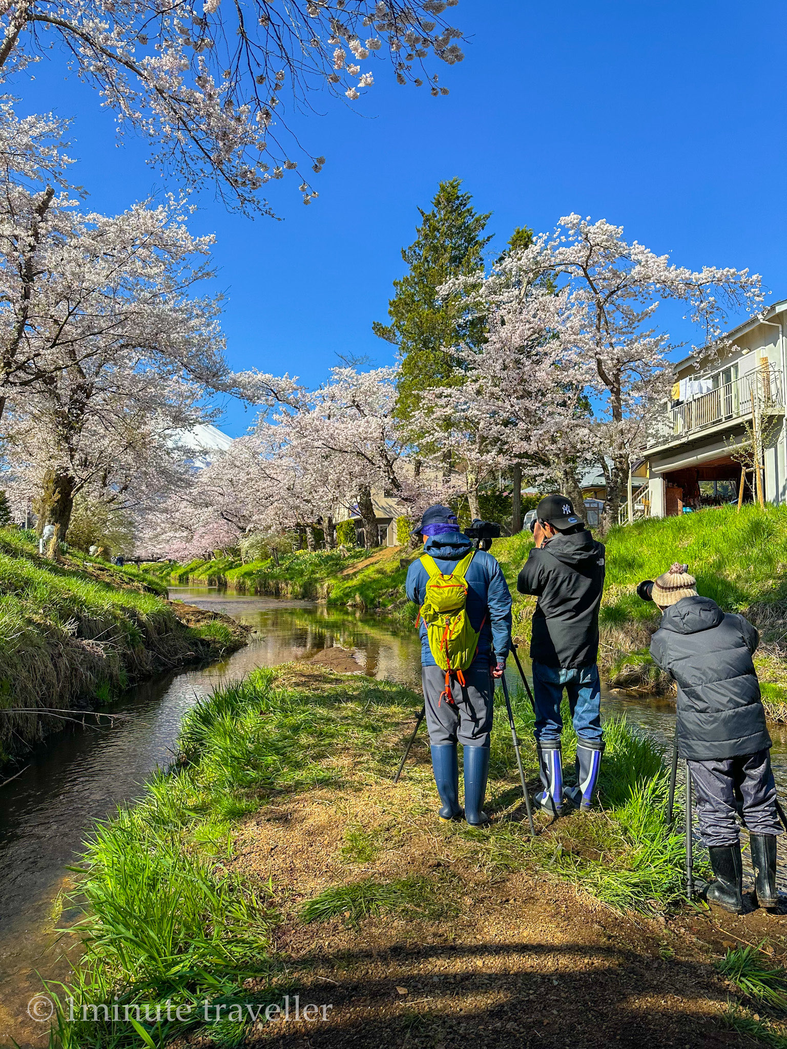 おまとめ二点　大自然　風と桜 sddefault.jpg