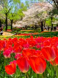 東京とは思えない桜とチューリップの幻想的な絶景、昭和記念公園