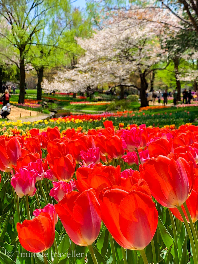 東京とは思えない桜とチューリップの幻想的な絶景、昭和記念公園