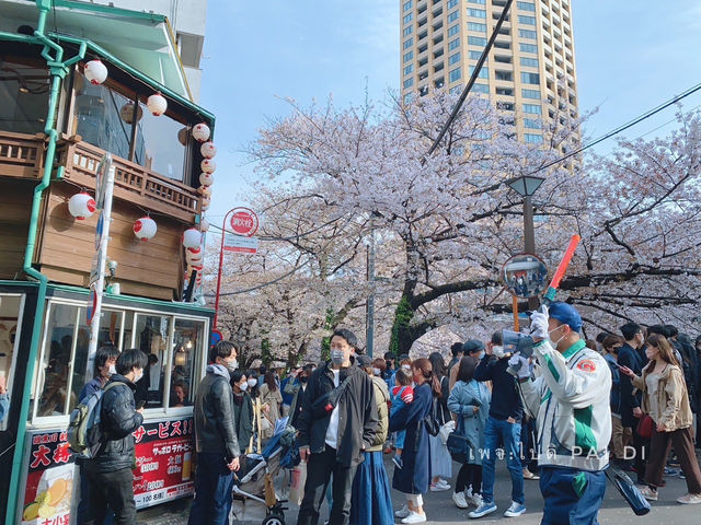 สัมผัสความงามของดอกซากุระริม Meguro River🌸