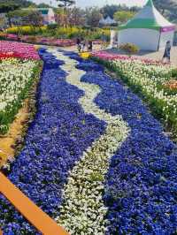 Taean Tulip Festival 