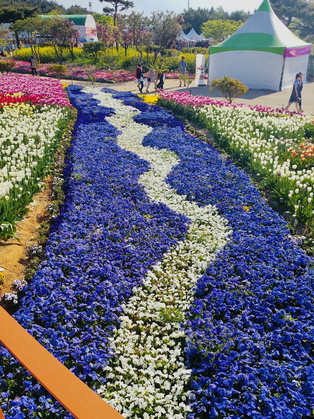 Taean Tulip Festival 