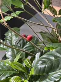 【福岡カフェ】花屋さんがコーヒーと空間にこだわったカフェ