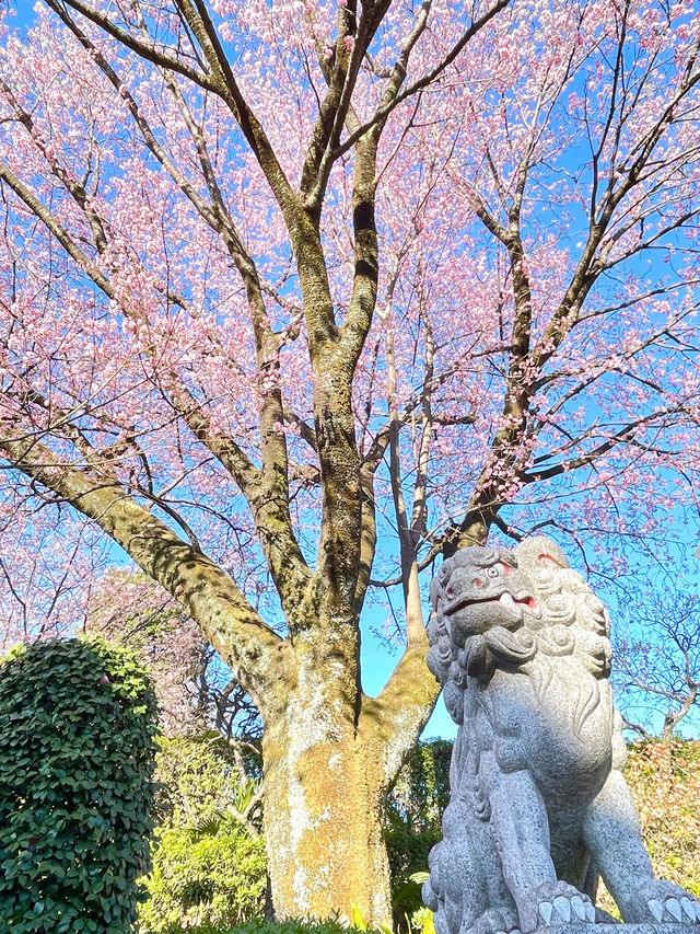 【密蔵院/埼玉県】満開の桜を早めに見られる「安行桜」