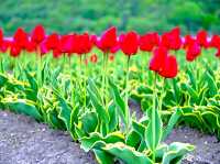 Kamiyubetsu Tulip Park