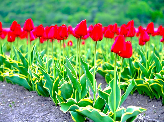 Kamiyubetsu Tulip Park