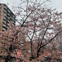 FIND CHERRY BLOSSOMS HERE IN TOKYO! 