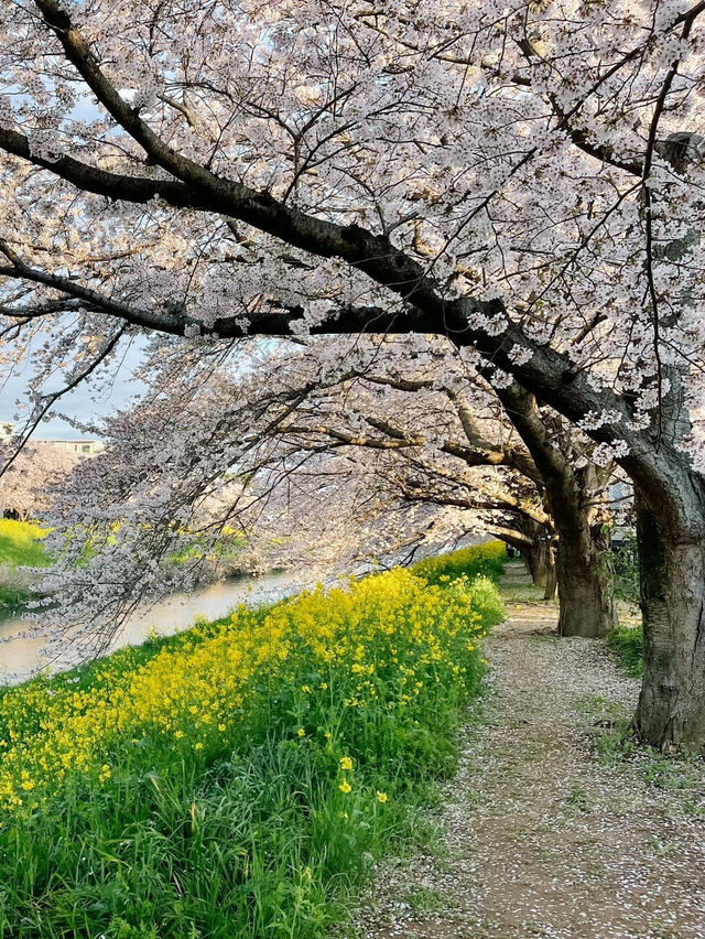 ชมซากุระกับดอกนาโนะฮานะ ที่ Kuki, Saitama 🌸🌼