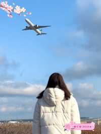 【千葉(成田)】桜×飛行機を撮影するなら絶対ここ！！飛行機が間近でみられるおすすめスポット
