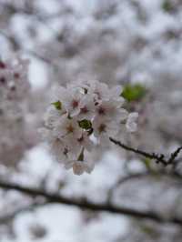 Hamamatsu Flower Park สวนดอกไม้ซากุระบานฉ่ำ