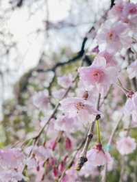 【清水観音堂/東京都】桜咲く季節に訪れてみた