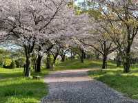 福岡・東区。さくらの並木道がオススメ。春の『みなと100年公園』