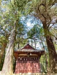 【前玉神社／埼玉県】古墳上に建つ社殿と花手水