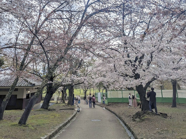 🌸 ซากุระบานที่สวนกวางนารา 🌸